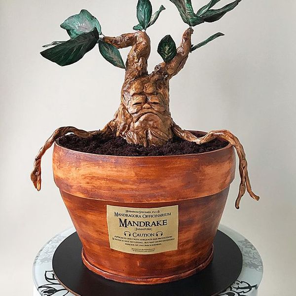 Корень Мандрагоры